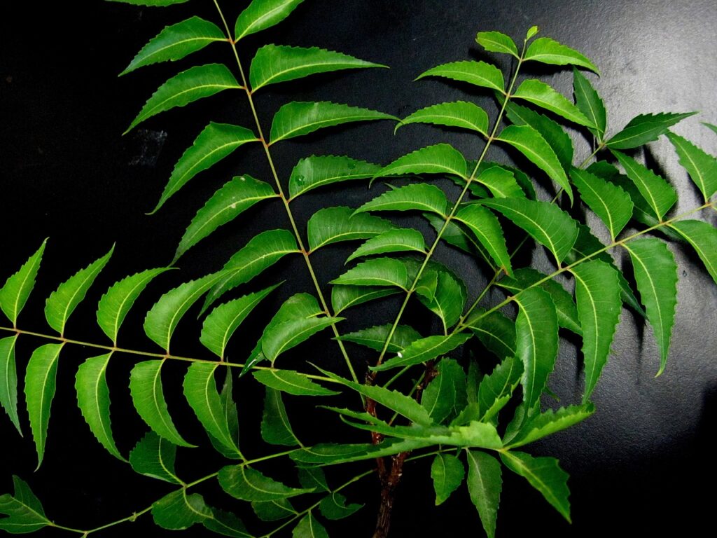 A close-up photo of neem leaves, a natural remedy for itchy skin